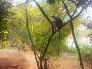 lemur-madagascar